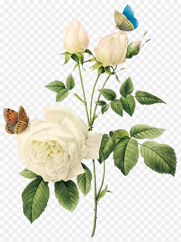 玫瑰花白-白玫瑰PNG图像，花白玫瑰PNG图片