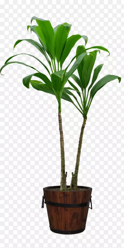 花盆下载-盆栽
