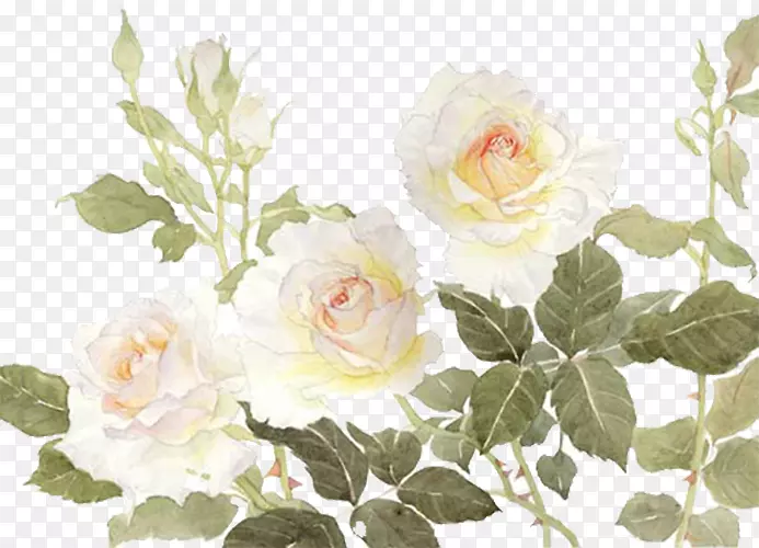 花园玫瑰、蜈蚣花、白花
