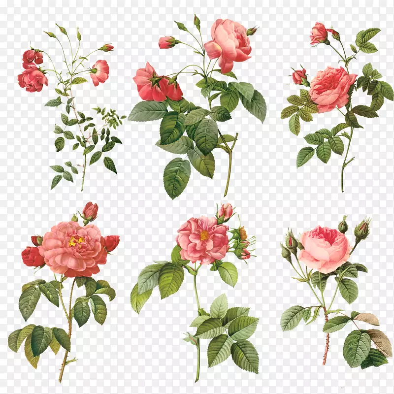 皮埃尔？约瑟夫？雷多(1759-1840)红玫瑰绘画插图-玫瑰枝。