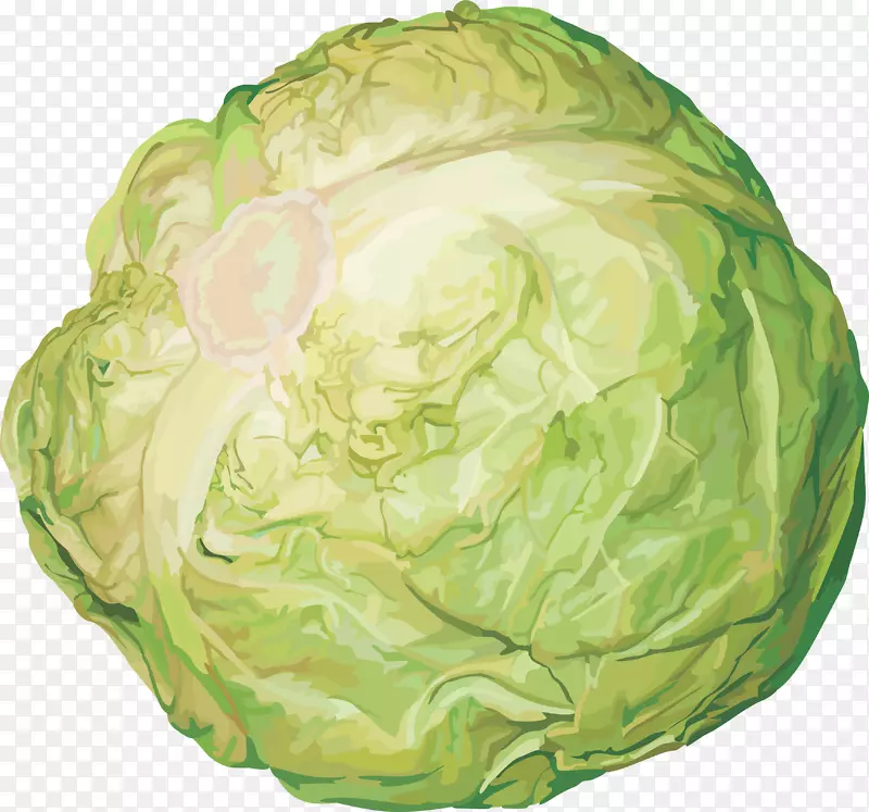 白菜炖红卷心菜-白菜PNG图像