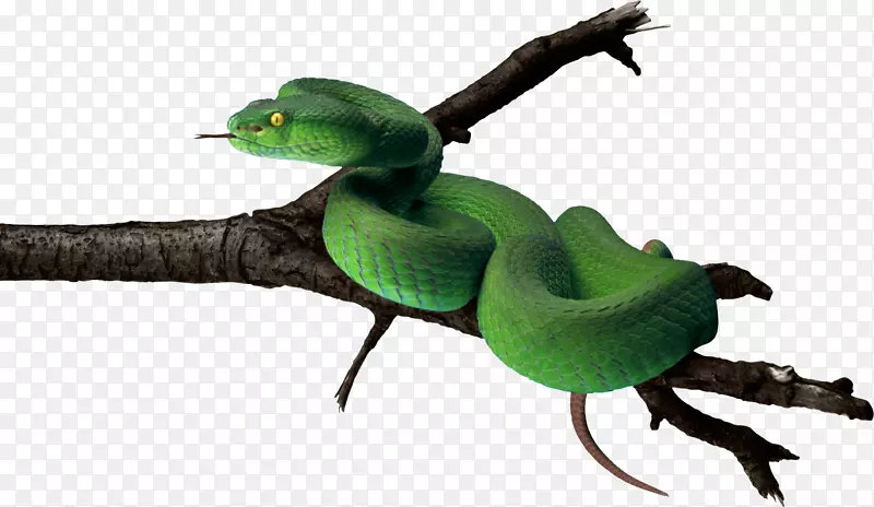 蛇绿水蟒-绿蛇PNG图像