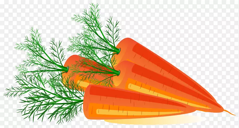 胡萝卜橙花树-胡萝卜PNG图像