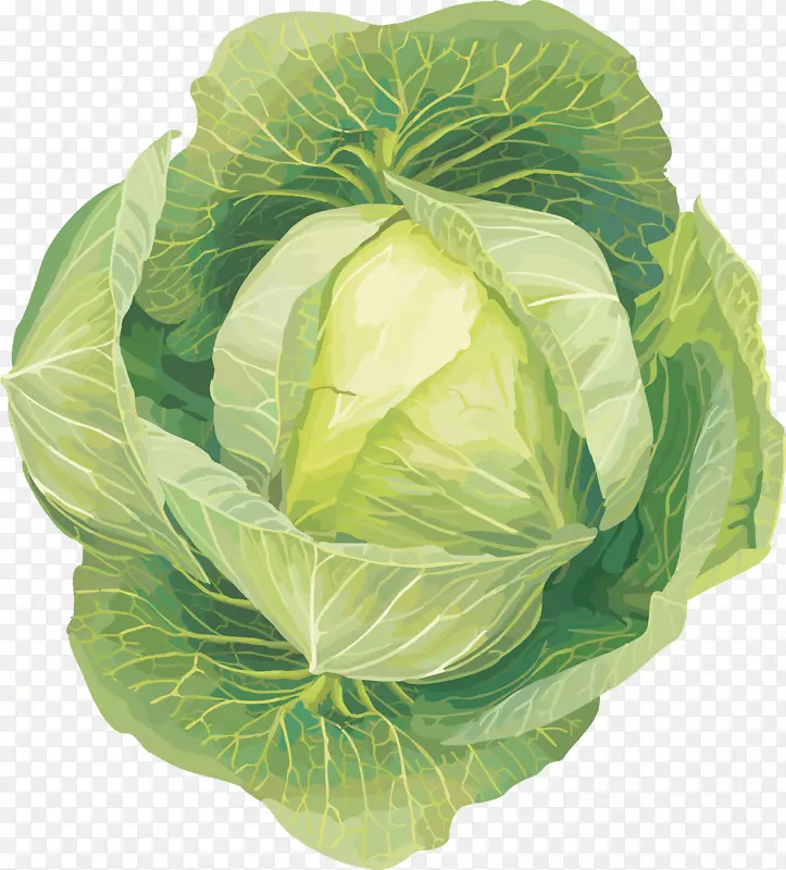 花椰菜剪贴画-白菜PNG图像