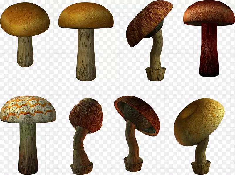 普通蘑菇-蘑菇PNG图像