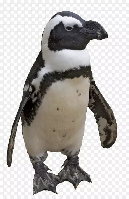企鹅-企鹅png图像