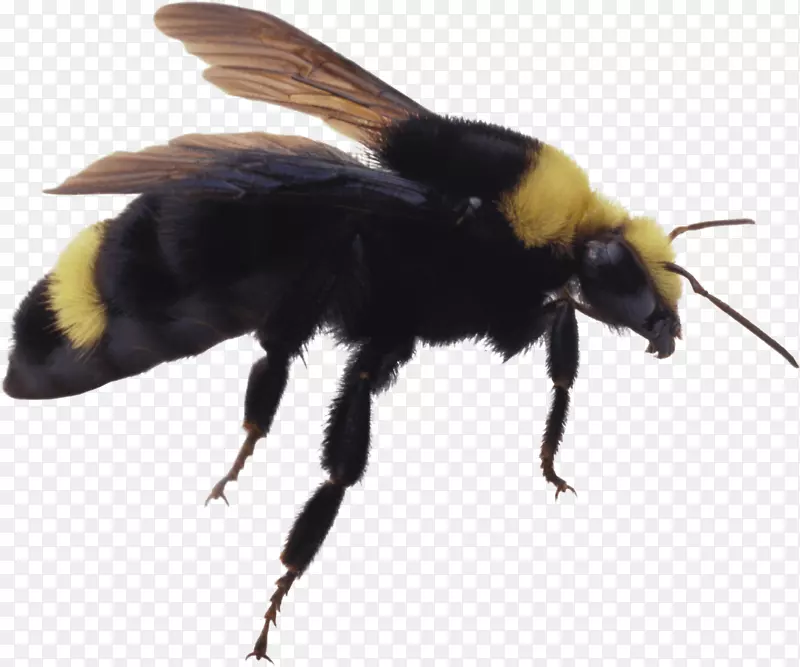 西方蜜蜂昆虫-蜜蜂图片