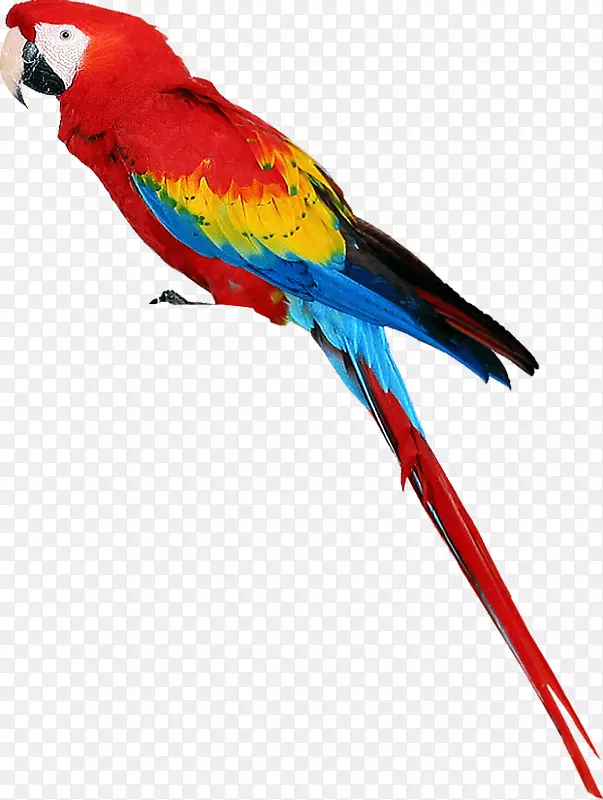 新几内亚鸟鹦鹉-彩色鹦鹉PNG图片下载