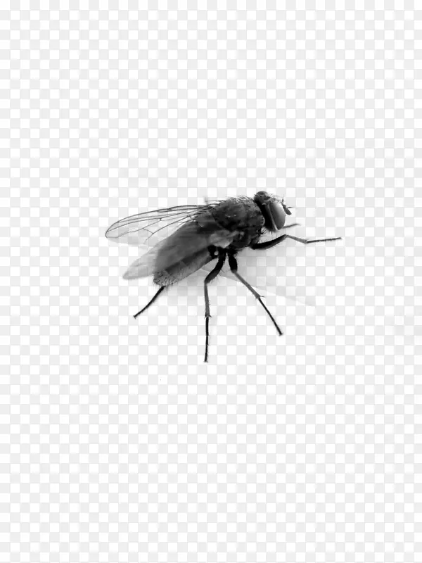 蜂虫翅膀黑白昆虫翅膀-飞PNG图像