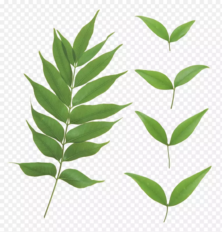 下载植物茎计划-绿叶PNG