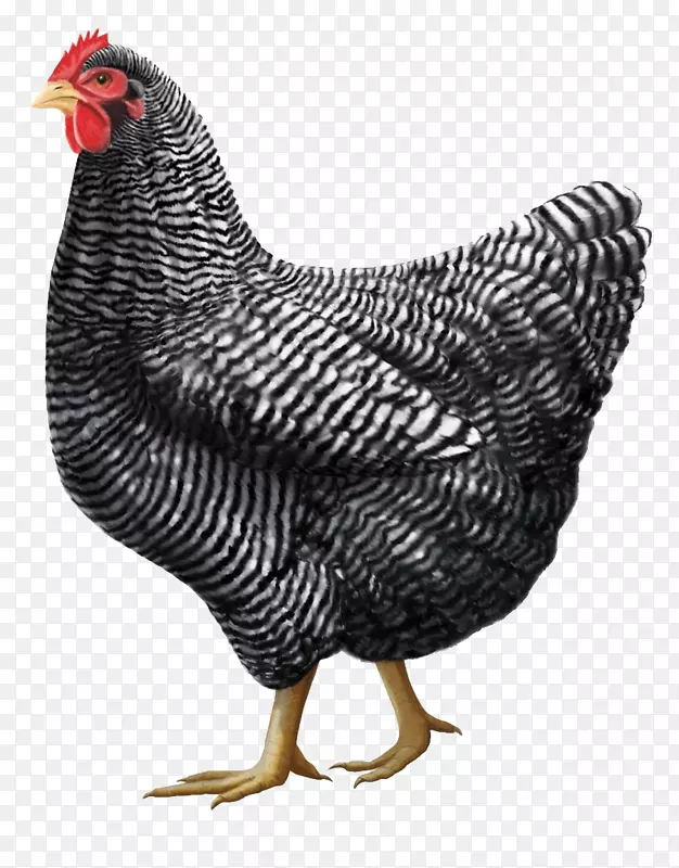 普利茅斯岩鸡罗德岛红球衣巨人奥平顿鸡科钦鸡-灰色鸡PNG图像