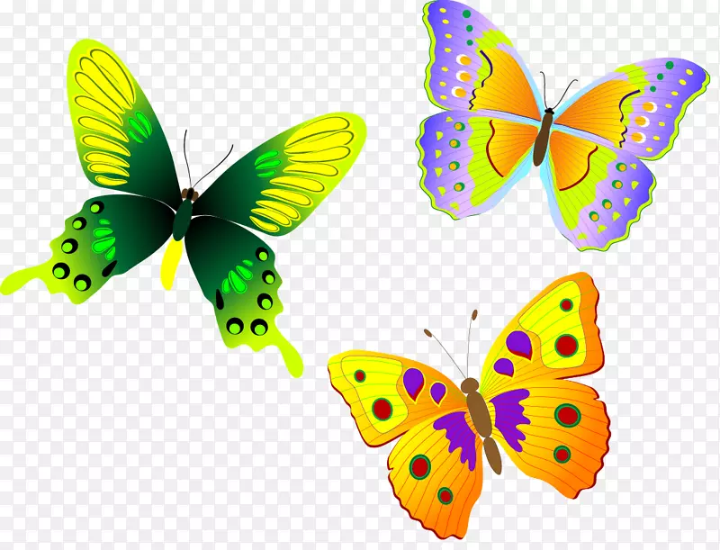 帝王蝴蝶-有趣的彩色蝴蝶美丽的动物
