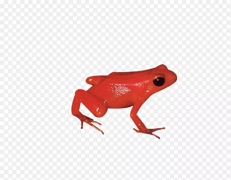 树蛙-红蛙