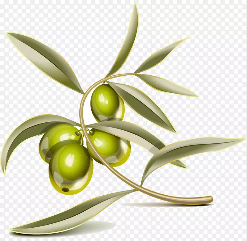 地中海美食-免费剪贴画-立体声橄榄叶