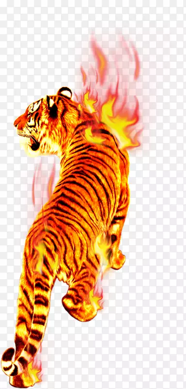 火虎燃烧-火焰中的虎
