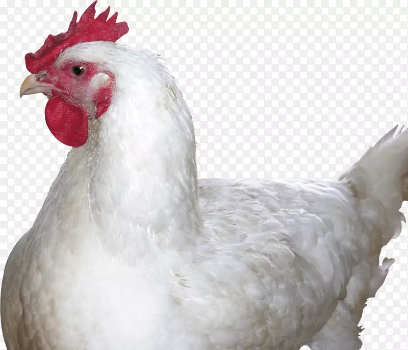 炸鸡肉食-鸡PNG形象