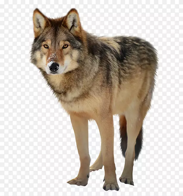灰狼剪辑艺术-动物狼凶猛