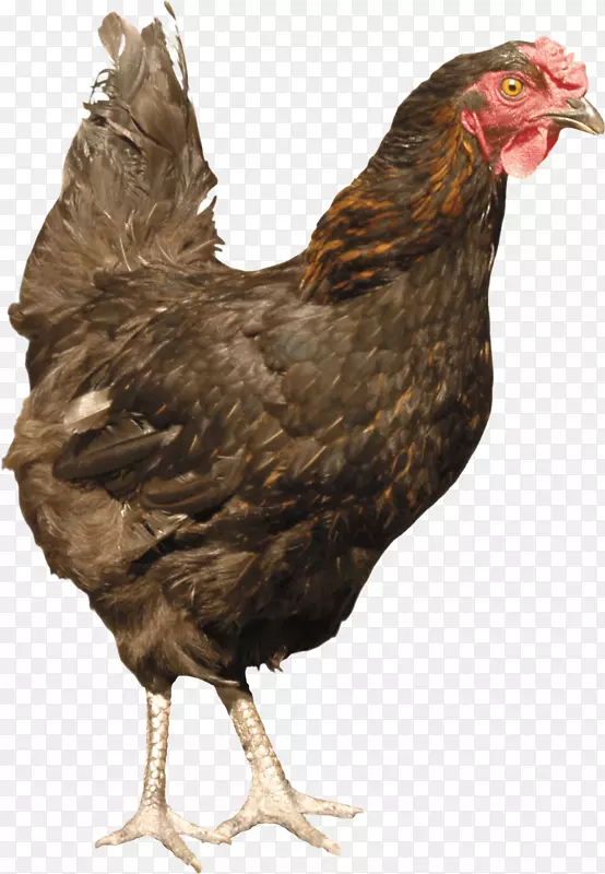 蚕丝家禽-鸡PNG图像