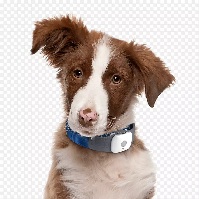 解码您的狗：解释常见的狗行为和如何防止或改变不必要的约翰西里巴西兽医-狗png图片下载狗