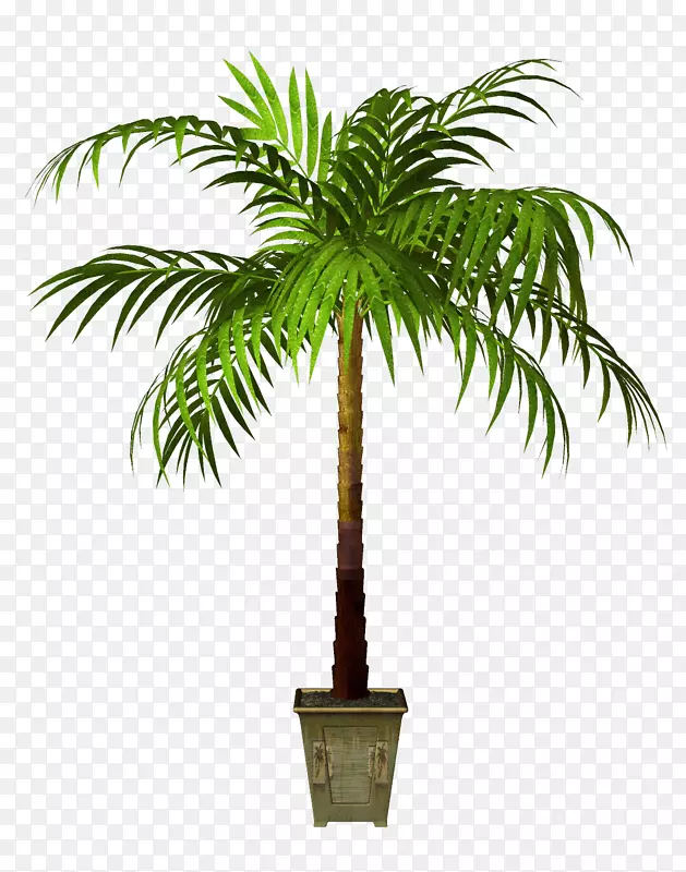 亚洲棕榈盆栽植物