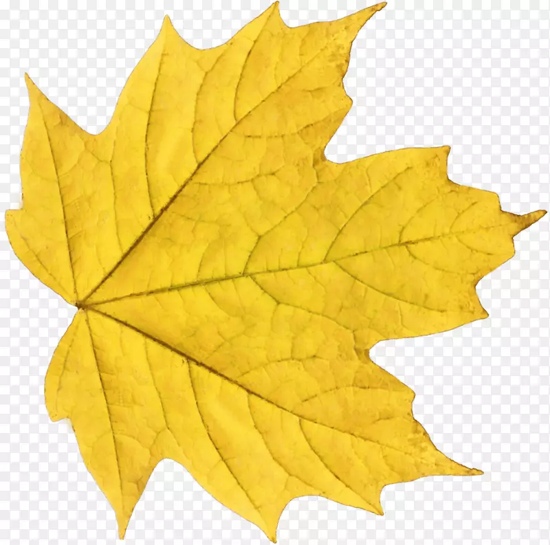 秋叶色黄色剪贴画-黄秋八角叶