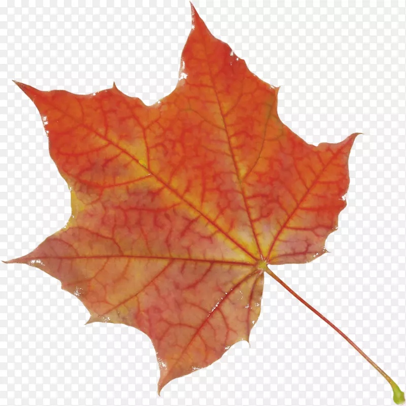 秋叶彩色剪贴画-秋八角叶