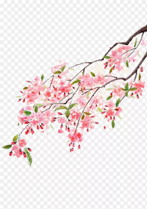 牡丹插画-樱桃树枝图片材料