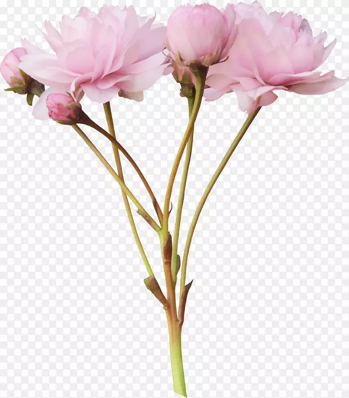 粉红花玫瑰夹艺术-花卉及花型设计材料