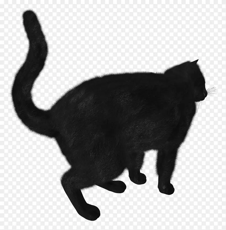 黑猫轨迹-黑猫PNG图像