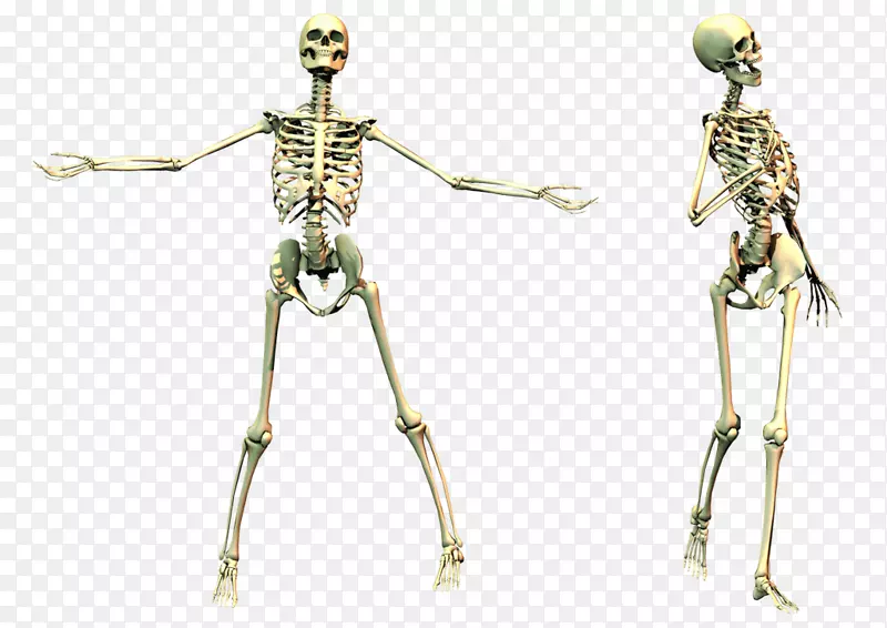 人体骨骼头骨-骨架PNG图像