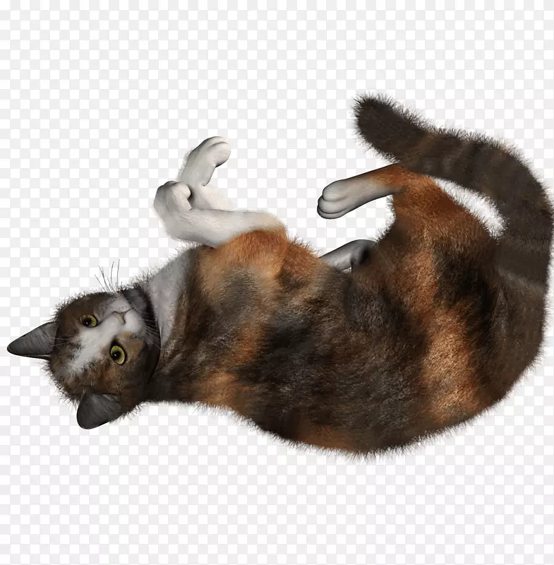 波斯猫喜马拉雅猫摸毛茸茸的猫咪-猫PNG形象