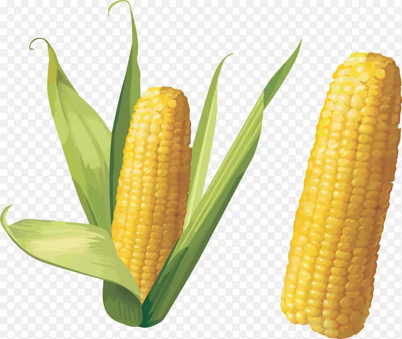 玉米上的玉米剪贴画-玉米PNG图像