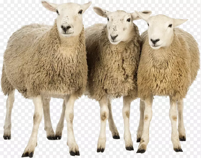 绵羊wiki计算机文件-绵羊png图像
