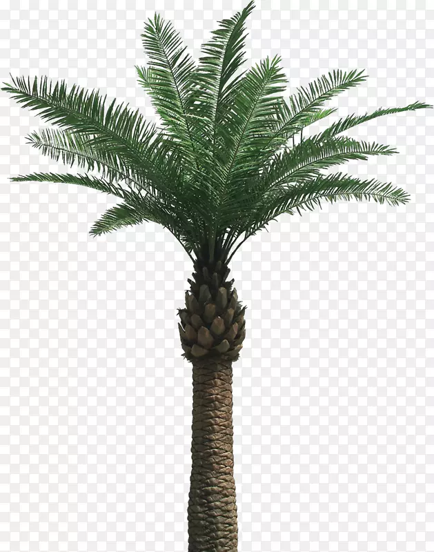 槟榔-棕榈树