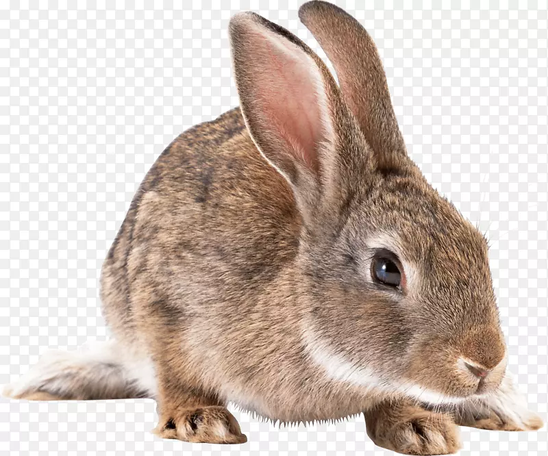 欧洲兔剪贴画-灰兔PNG图像