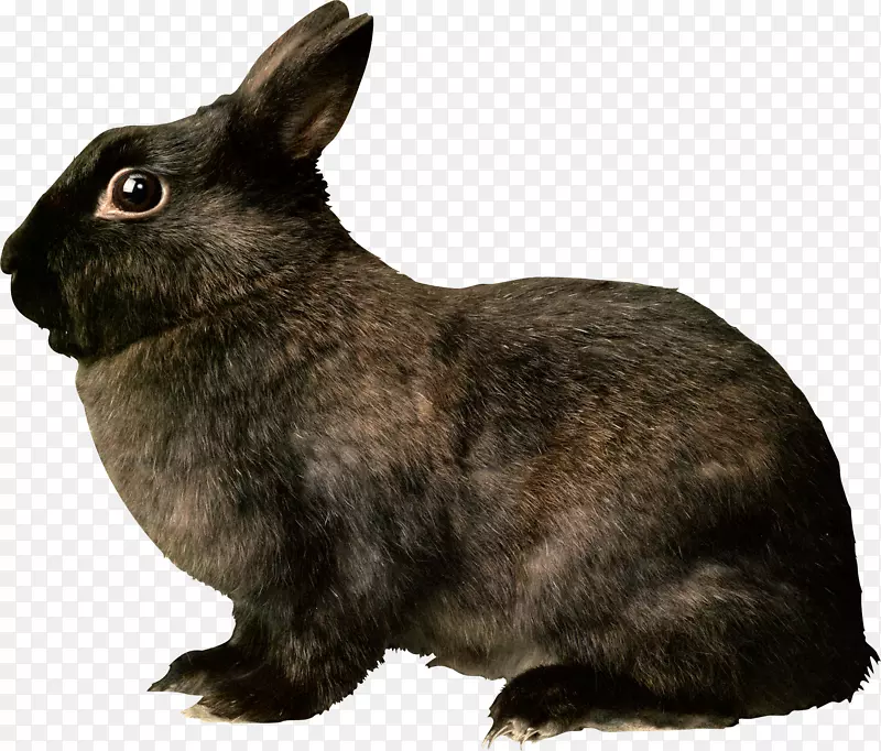 鼠类鼠兔猫-黑兔PNG图像