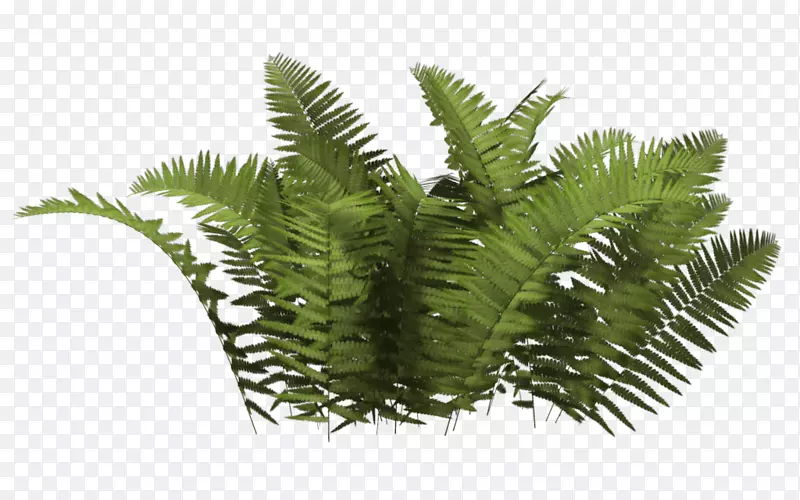 灌木植物-灌木PNG图像