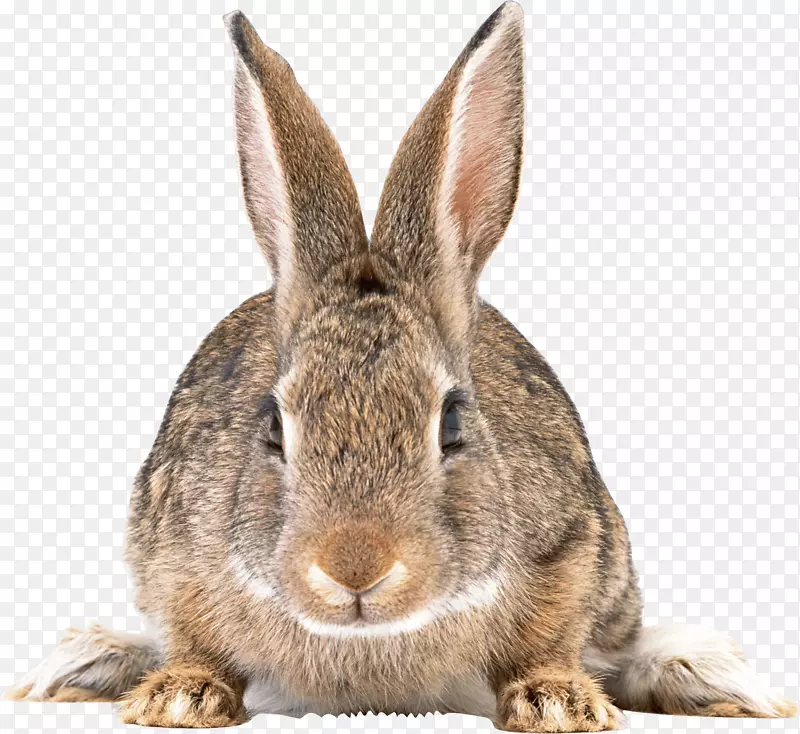 兔剪贴画-灰兔PNG图像