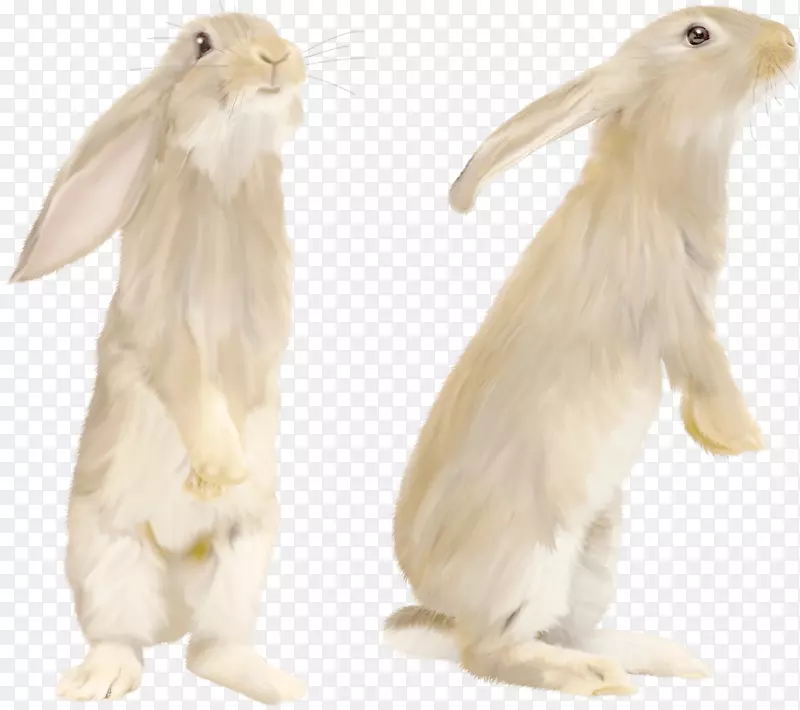 白兔-白兔PNG图像