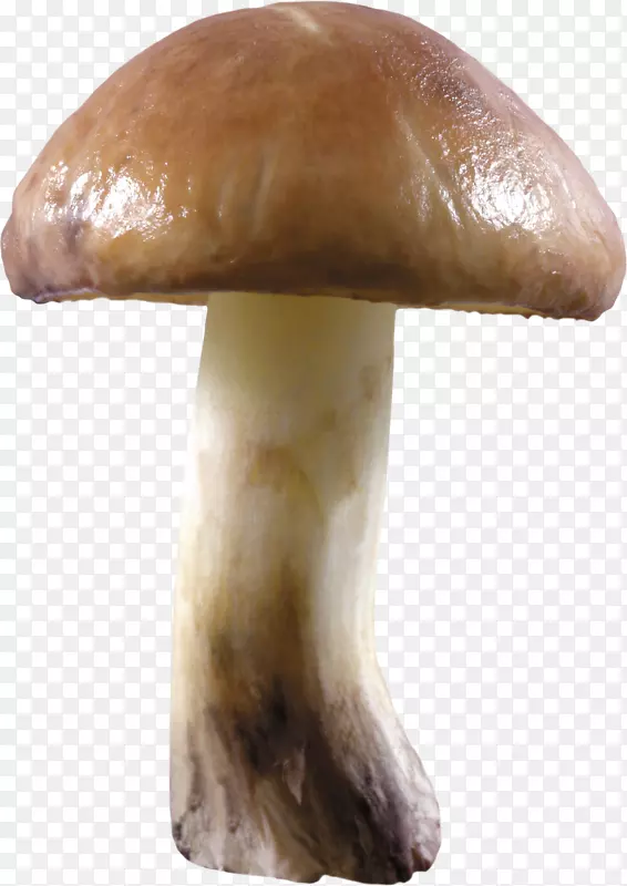 平菇-平菇PNG图像