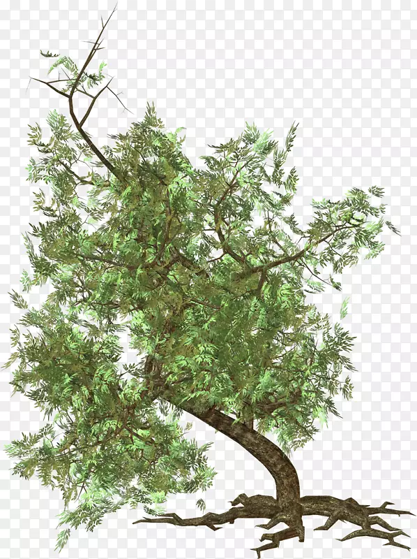 树绘制-树PNG图像