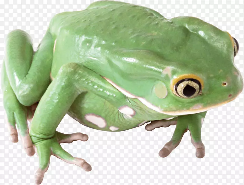 青蛙图标-青蛙PNG图像