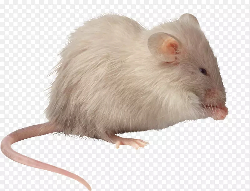 计算机鼠标鼠-老鼠，鼠png图像