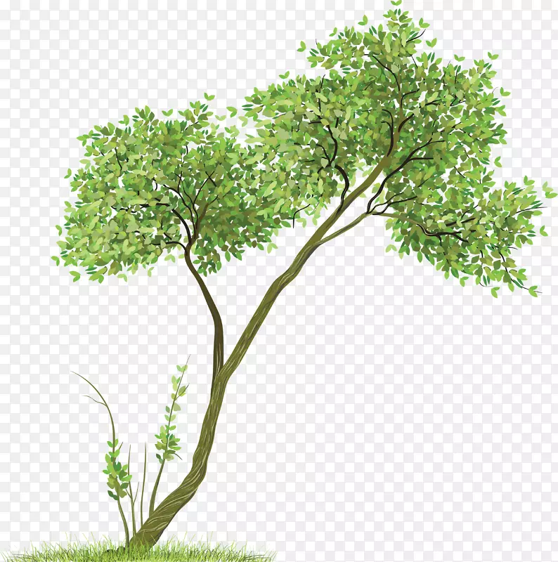 Maura Pfefferman树绘制-树PNG图像