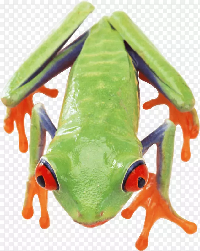 蛙PNG图像