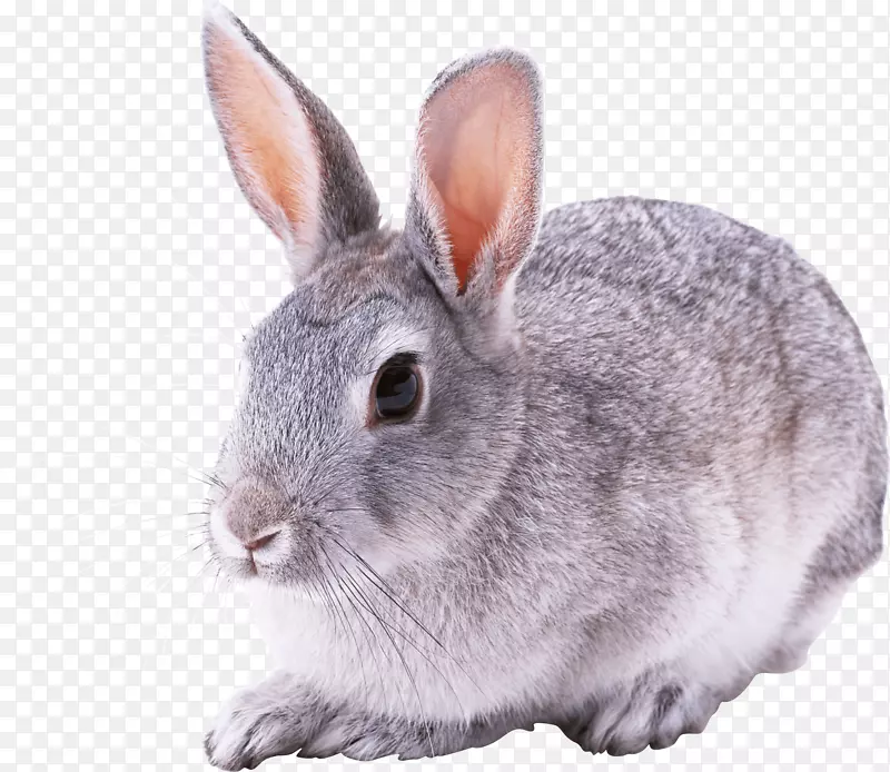 兔PNG图像
