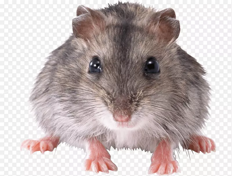 小鼠剪贴画-小鼠PNG图像