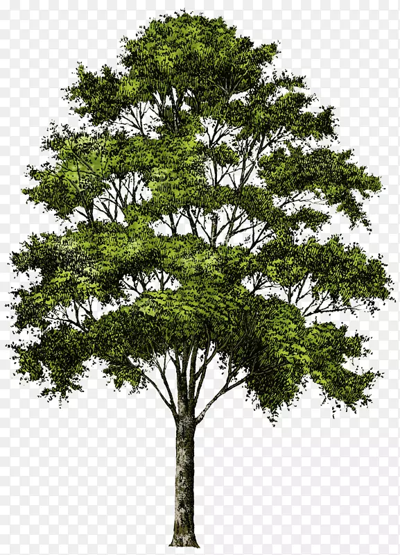 树剪贴画-树PNG图像下载图片