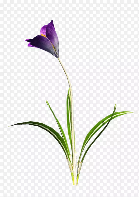 Crocus剪贴画-番红花免费PNG图像