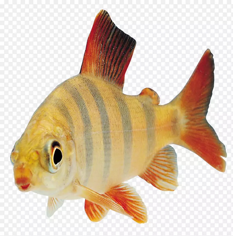 鱼类剪贴画-鱼PNG 9